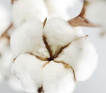 Cotton flower